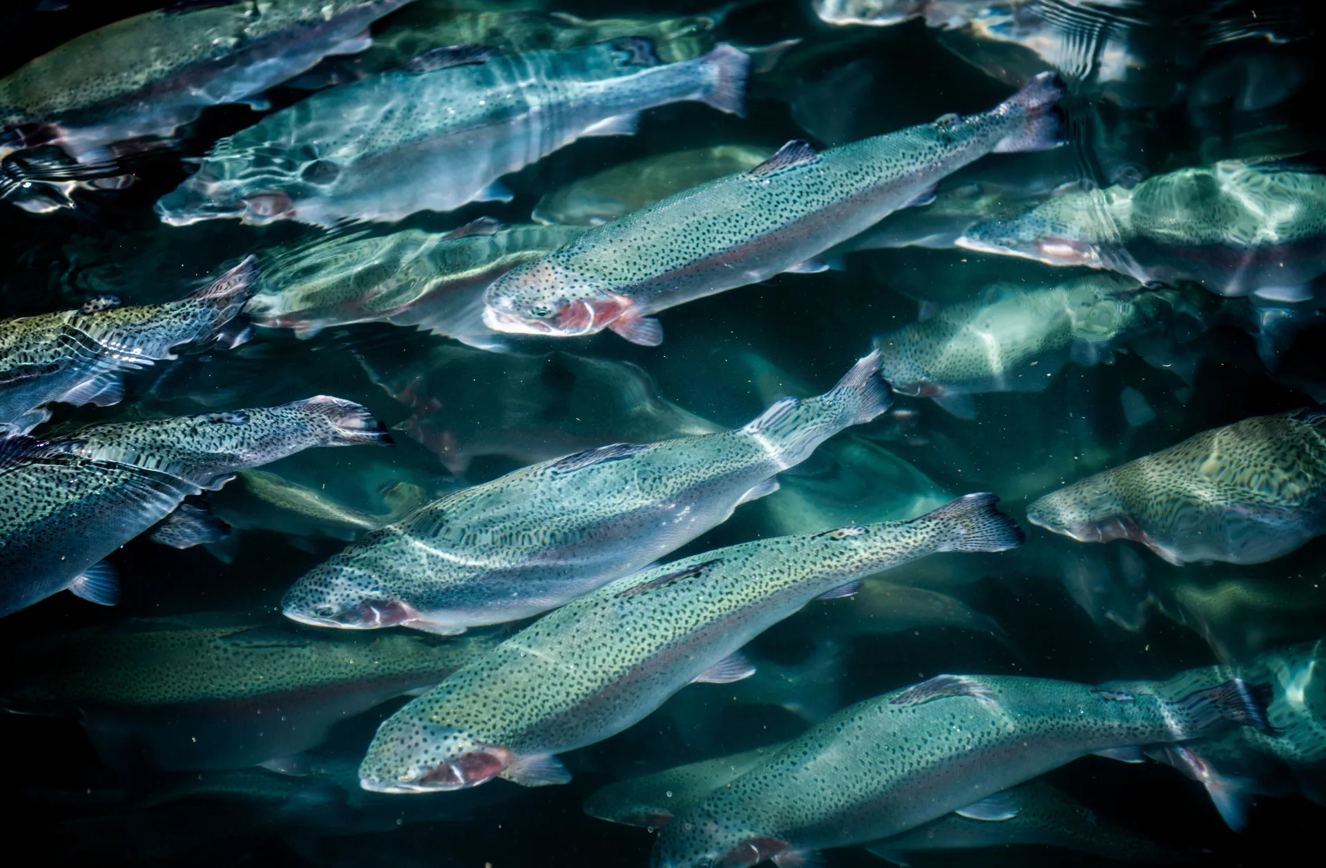 Resultados interesantes de PreHarvest en estudio realizado con Salmones Atlánticos