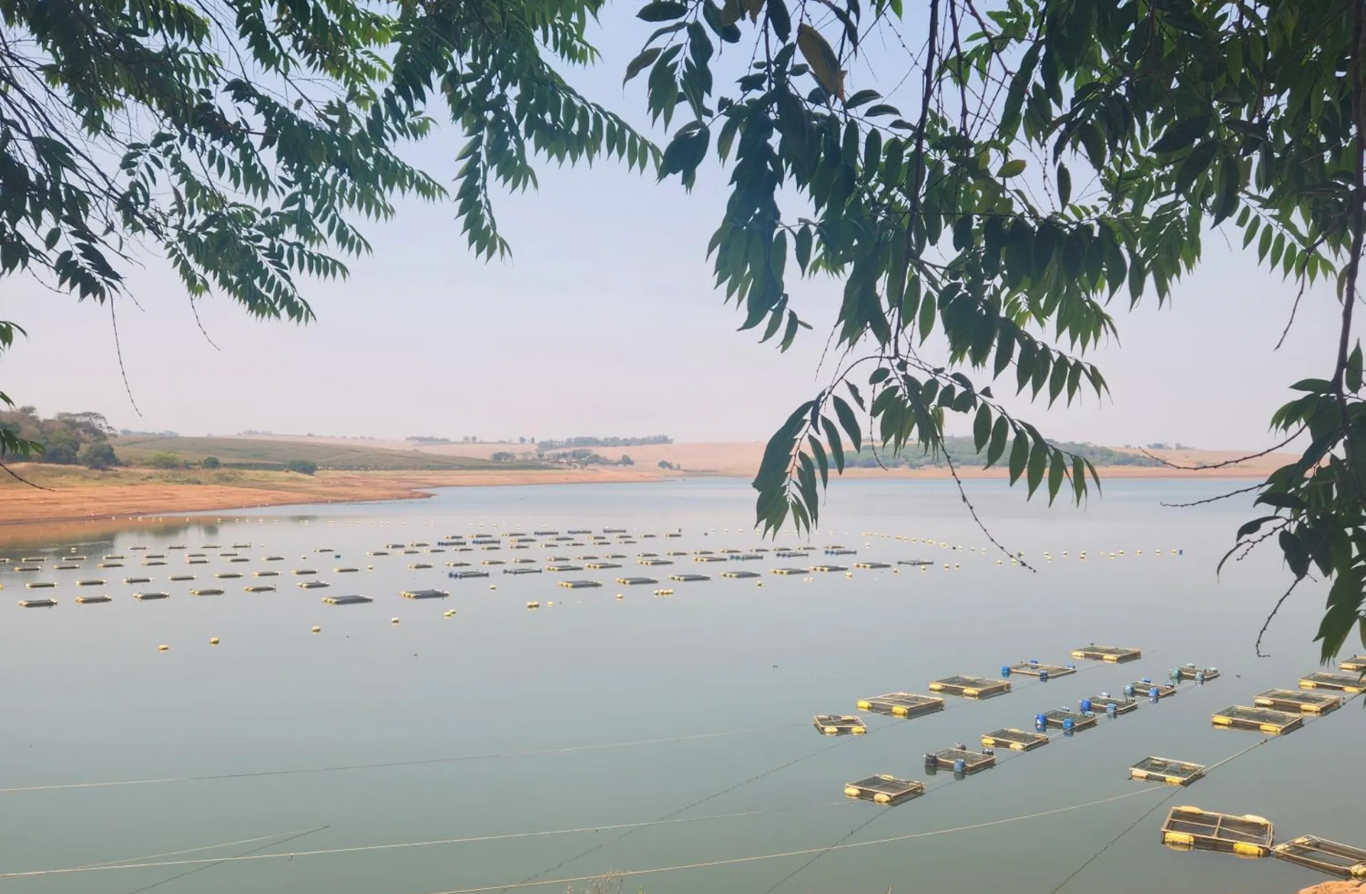 Produtos Inovadores para a Saúde da Tilápia em Prol da Aquicultura Sustentável